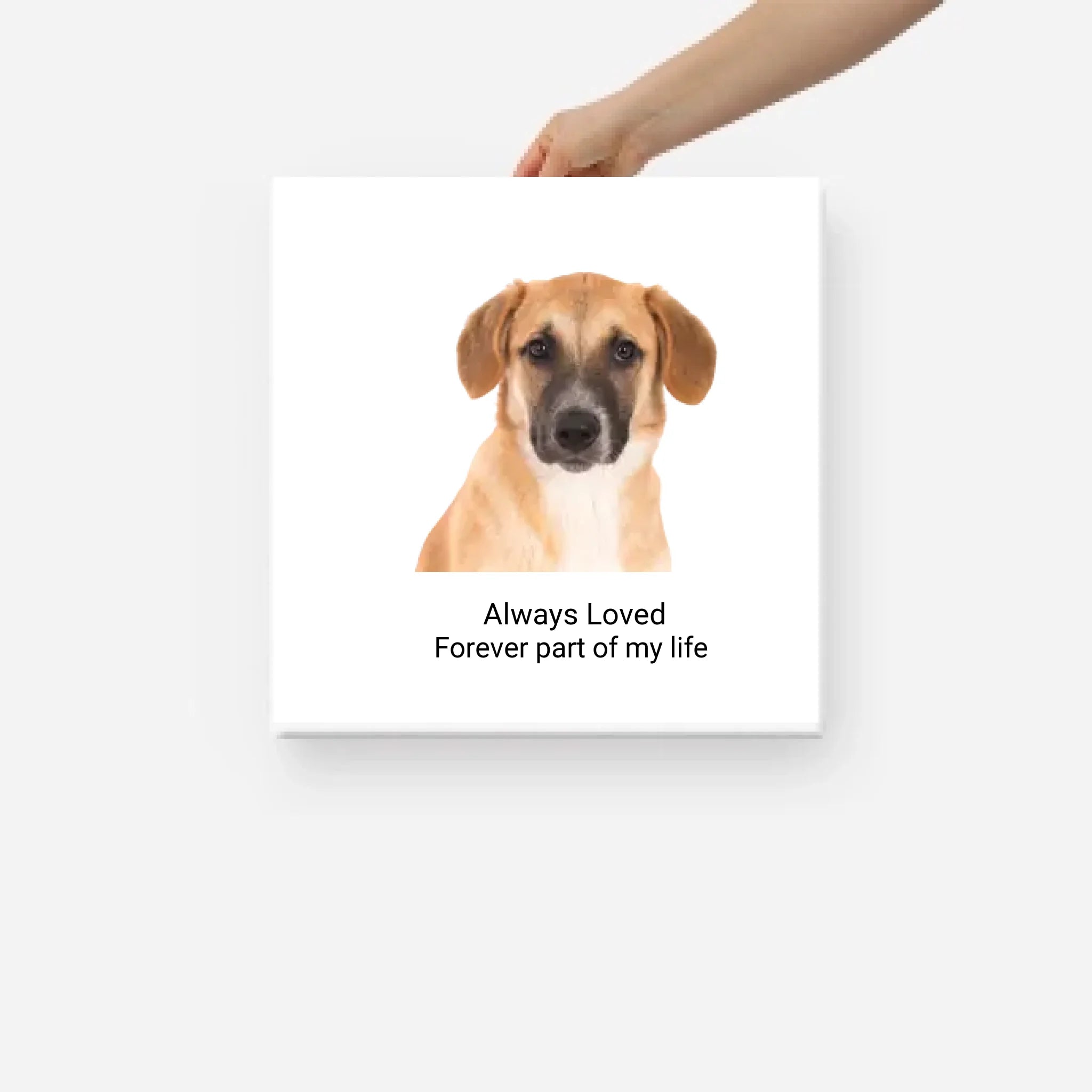 Custom Pet Canvas